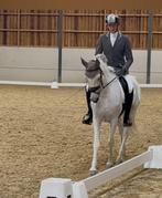 Hongre terriblement attachant PRE 13 ans, Dieren en Toebehoren, Paarden, B, Gechipt, Ruin, Dressuurpaard