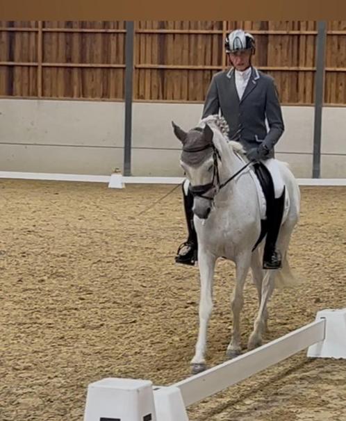 Hongre terriblement attachant PRE 13 ans, Dieren en Toebehoren, Paarden, Ruin, B, 160 tot 165 cm, 11 jaar of ouder, Dressuurpaard