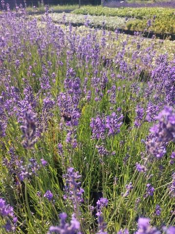 Lavendel Hidcote blue/ Munstead  beschikbaar voor biedingen