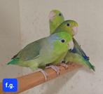 Forpussen, Dieren en Toebehoren, Meerdere dieren, Parkiet, Geringd