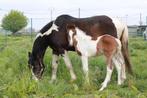 Mooi bont merrie veulen 2024, Dieren en Toebehoren, Paarden, Gechipt, Springpaard, Merrie, 0 tot 2 jaar