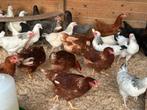 Legkippen verschillende kleuren, Dieren en Toebehoren