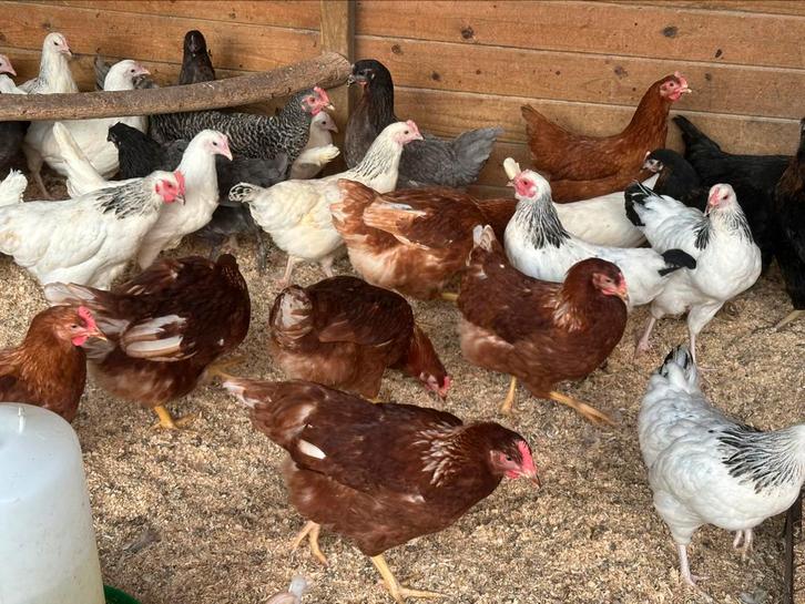 Legkippen verschillende kleuren, Dieren en Toebehoren, Pluimvee