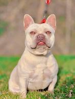 Prachtig ervaren Franse bulldog dekreu hij is niet te koop, CDV (hondenziekte), 3 tot 5 jaar, België, Reu