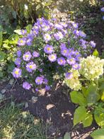Mooie paarse lage asters, Ophalen, Herfst, Vaste plant, Overige soorten
