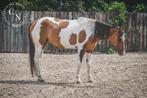 American Paint Horse merrie, Dieren en Toebehoren, Paarden, Merrie, Minder dan 160 cm, B, Gechipt