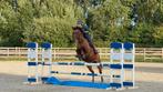 Mooie brave sportmerrie, ook leuk papier., Merrie, Springpaard, Gechipt, M
