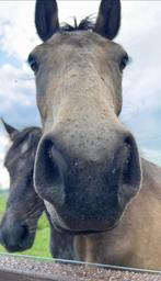 Bijrijder gezocht, Dieren en Toebehoren, Ruin, D pony (1.37m tot 1.48m), Springpony, 3 tot 6 jaar