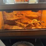 Terrarium met achterwand, Dieren en Toebehoren, Reptielen en Amfibieën | Toebehoren, Ophalen, Gebruikt, Terrarium of Paludarium