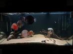 Juwel Rio 350 te koop – compleet of in delen, Dieren en Toebehoren, Ophalen of Verzenden, Zo goed als nieuw, Gevuld zoetwateraquarium