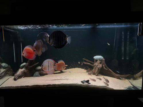 Juwel Rio 350 te koop – compleet of in delen, Dieren en Toebehoren, Vissen | Aquaria en Toebehoren, Zo goed als nieuw, Gevuld zoetwateraquarium