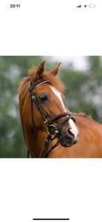 Prachtige bomproof kinder pony, Dieren en Toebehoren, Paarden en Pony's | Hoofdstellen en Tuigage, Ophalen of Verzenden, Zo goed als nieuw