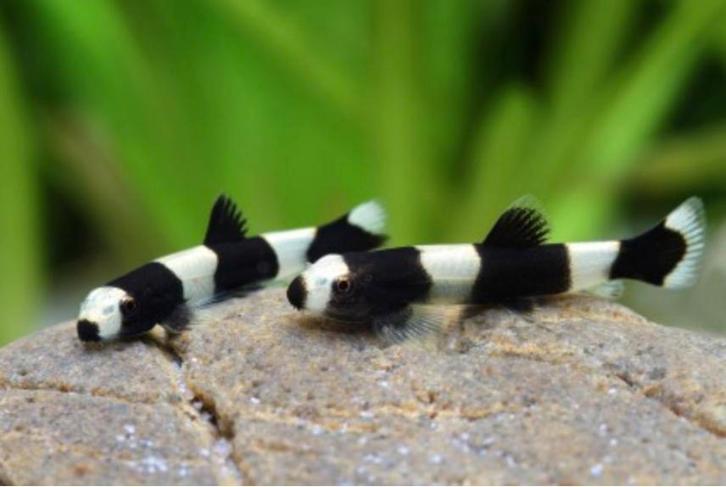 Dayao Panda modderkruiper (algeneter) aquariumvis, Dieren en Toebehoren, Vissen | Aquariumvissen, Zoetwatervis, Vis, Schoolvis