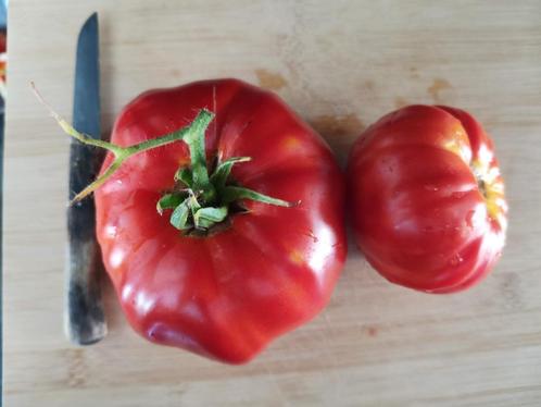 Pepe Jose beefsteak tomaat - 5 zaden, Tuin en Terras, Bloembollen en Zaden, Zaad, Voorjaar, Volle zon, Verzenden