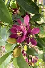 Magnolia figo 'Stellar Ruby' – Magnolia groenblijvend, Printemps, Enlèvement