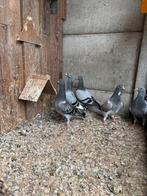Postduiven, Dieren en Toebehoren, Vogels | Duiven, Meerdere dieren, Postduif