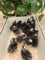 pluimvee, Sexe inconnu, Poule ou poulet