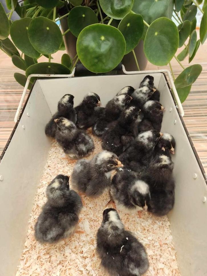 pluimvee, Dieren en Toebehoren, Pluimvee, Kip, Geslacht onbekend