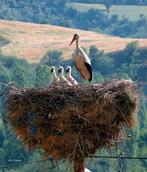 Mr. 70, cherche une aide au ménage., Autres branches