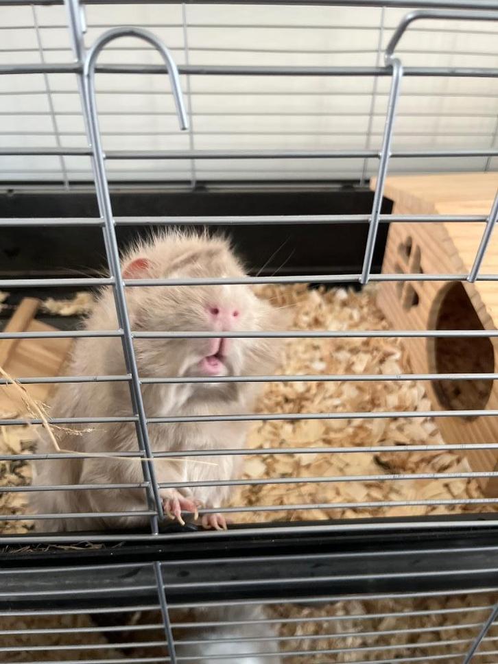 Cavia, Dieren en Toebehoren, Knaagdieren, Mannelijk, Cavia, Maart, Tam