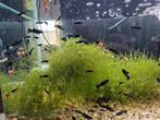 Black molly jonge