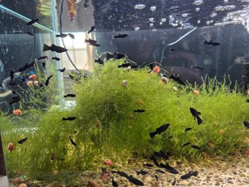 Black molly jonge beschikbaar voor biedingen