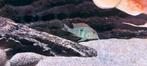 Geophagus tapajos, Dieren en Toebehoren, Vissen | Aquariumvissen, Vis, Zoetwatervis