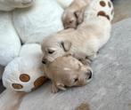 Golden retriever pups, Golden retriever, België, CDV (hondenziekte), 8 tot 15 weken