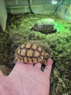 Tortue sulcata juvénile, Dieren en Toebehoren, Reptielen en Amfibieën, Schildpad