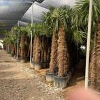 ‼️palmbomen trachycarpus fortunei aan promoprijzen ‼️, Ophalen