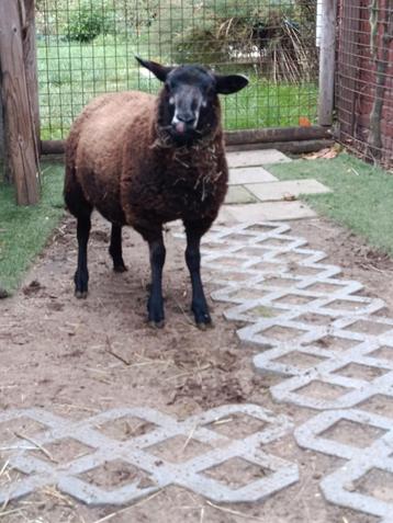 Mooi texel ooi ( dassenkop ) beschikbaar voor biedingen