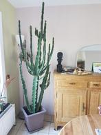 Reuzeneuphorbia (Cactus euphorbia ingens), Huis en Inrichting, Kamerplanten, Ophalen, 200 cm of meer, Halfschaduw, Groene kamerplant