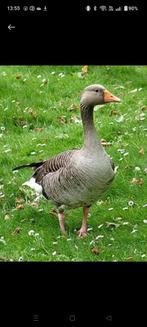 Grouw gans, Dieren en Toebehoren, Pluimvee, Vrouwelijk, Gans of Zwaan