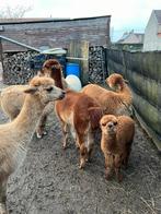 Alpaca’s-verschillende leeftijden-perfect gezonde dieren, Juillet, Plusieurs animaux