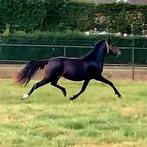 D-pony merrie  MEGA BEWEGING EN BRAAF!, Dieren en Toebehoren, Pony's, Merrie, Gechipt, Dressuurpony, 3 tot 6 jaar