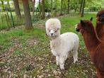 Witte alpaca hengst, Animaux & Accessoires, Moutons, Chèvres & Cochons, Mâle, 0 à 2 ans