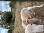Wiltshire horn rammen te koop, Dieren en Toebehoren, Schapen, Geiten en Varkens, Mannelijk, Schaap, 0 tot 2 jaar