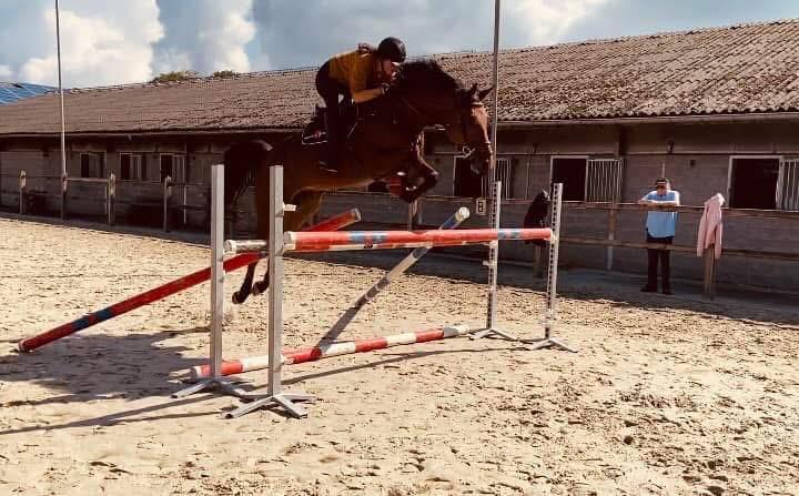 Talentvolle springruin met ervaring en groeipotentieel, Dieren en Toebehoren, Paarden, Ruin, Niet van toepassing, 170 tot 175 cm
