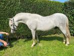 Superchique 3 jarige Welsh A hengsten, Dieren en Toebehoren, Hengst, B pony (1.17m tot 1.27m), Gechipt, 3 tot 6 jaar