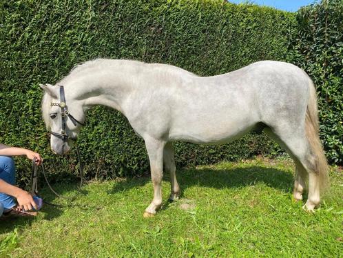 Superchique 3 jarige Welsh A hengsten, Dieren en Toebehoren, Pony's, Hengst, B pony (1.17m tot 1.27m), 3 tot 6 jaar, Met stamboom