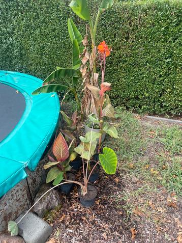 Canna tropicana 5x en pink china 1x beschikbaar voor biedingen