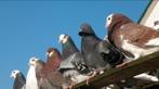 7 duiven te koop allemaal samen 40 euro, Dieren en Toebehoren
