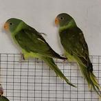 Grijskopedelparkieten - Psittacula h.himalayana, Geringd