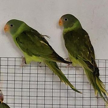 Grijskopedelparkieten - Psittacula h.himalayana beschikbaar voor biedingen