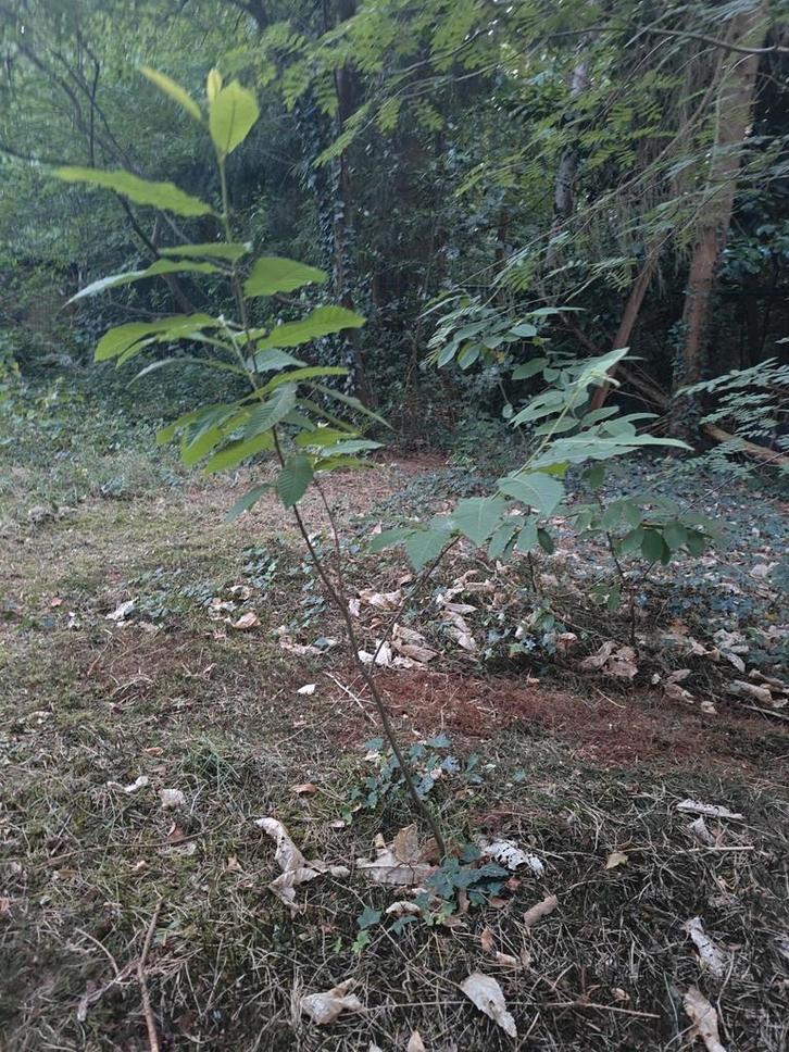 Jonge tamme kastanje boompjes, Tuin en Terras, Planten | Bomen, Overige soorten, 100 tot 250 cm, In pot, Ophalen