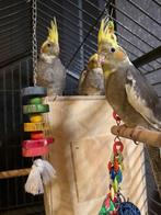 Handtamme valkparkieten, Dieren en Toebehoren, Geslacht onbekend, Parkiet, Tam