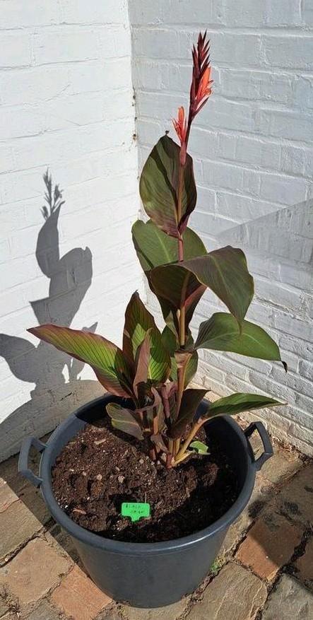 Canna Black Knight - Rood blad - oranje bloem, Tuin en Terras, Planten | Fruitbomen, Ophalen of Verzenden