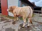 Blonde d'aquitaine stier, geboren februari 2020, Dieren en Toebehoren, Runderen