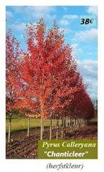 SIERPERELAARS Pyrus Calleryana CHANTICLEER, HOOGSTAM 38€/st., Tuin en Terras, Planten | Tuinplanten, Ophalen, Lente, Vaste plant