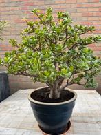 Mooie grote crassula in stenen pot., Tuin en Terras, Ophalen, Zomer
